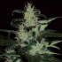 Semillas de marihuana Afghan Haze Regular de Mr. Nice Seeds cogollos grandes.