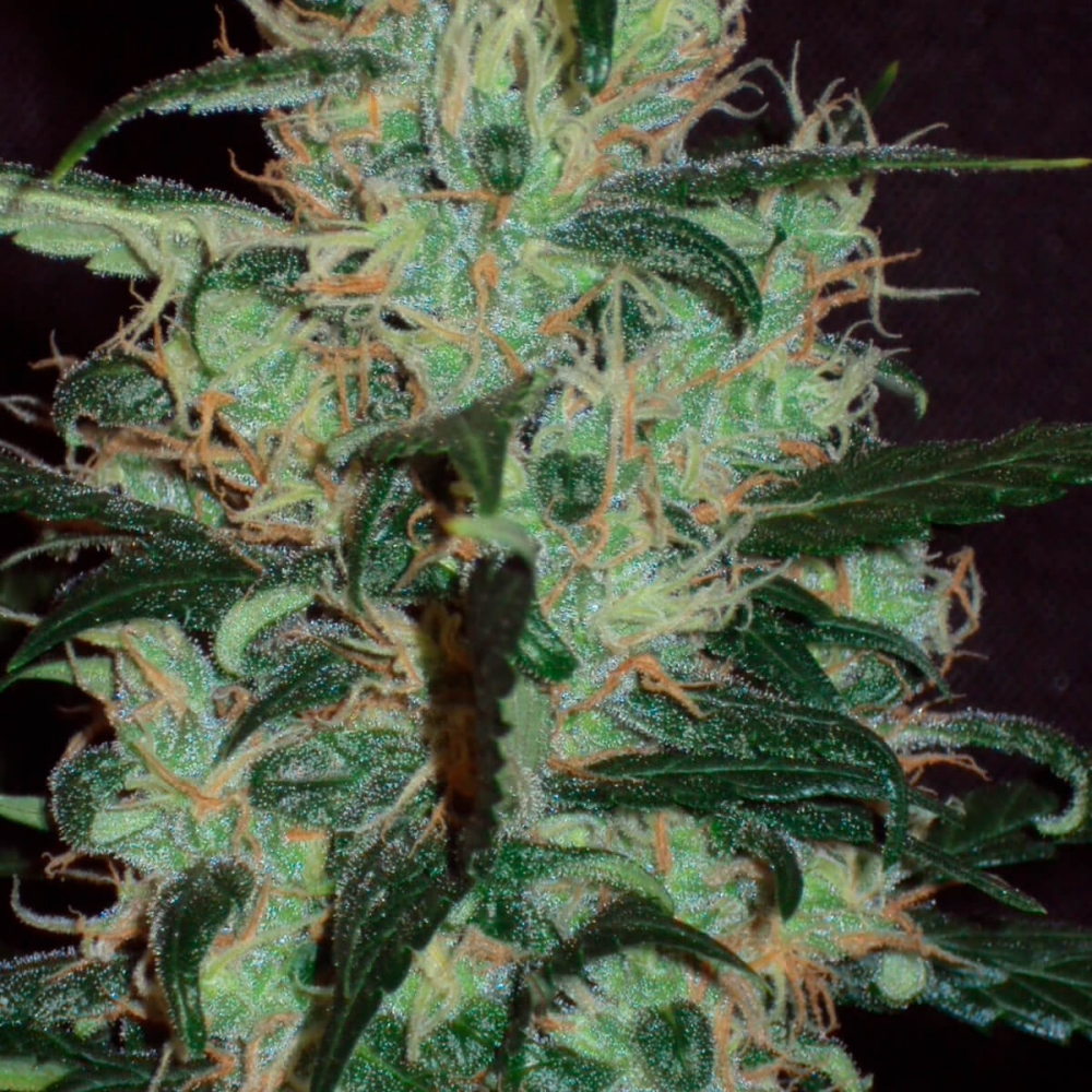 Semillas de marihuana Afghan Haze Regular de Mr. Nice Seeds resina.