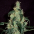 Semillas de marihuana Afghan Haze Regular de Mr. Nice Seeds punta principal.