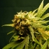 Semillas de marihuana G13 x Skunk Regular de Mr. Nice Seeds cogollo resinoso.