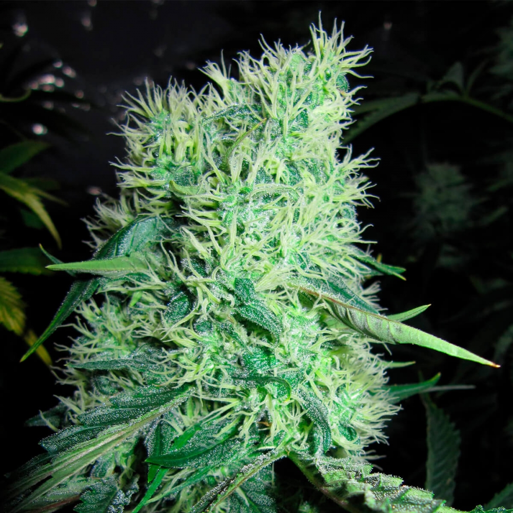 Semillas de marihuana Medicine Man Regular de Mr. Nice Seeds enjambre de pistilos.