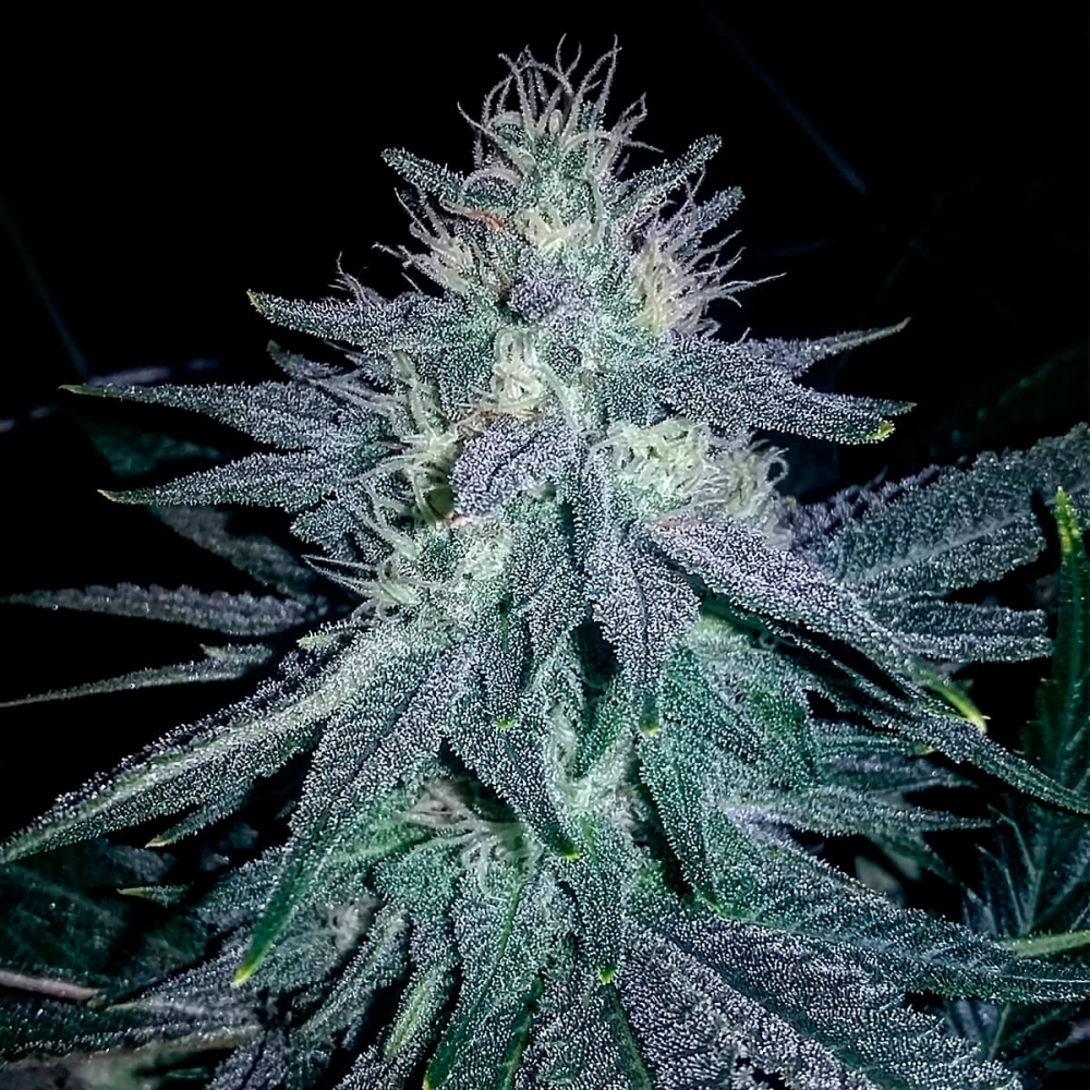 Semillas de marihuana Medicine Man Regular de Mr. Nice Seeds cogollo resinoso.