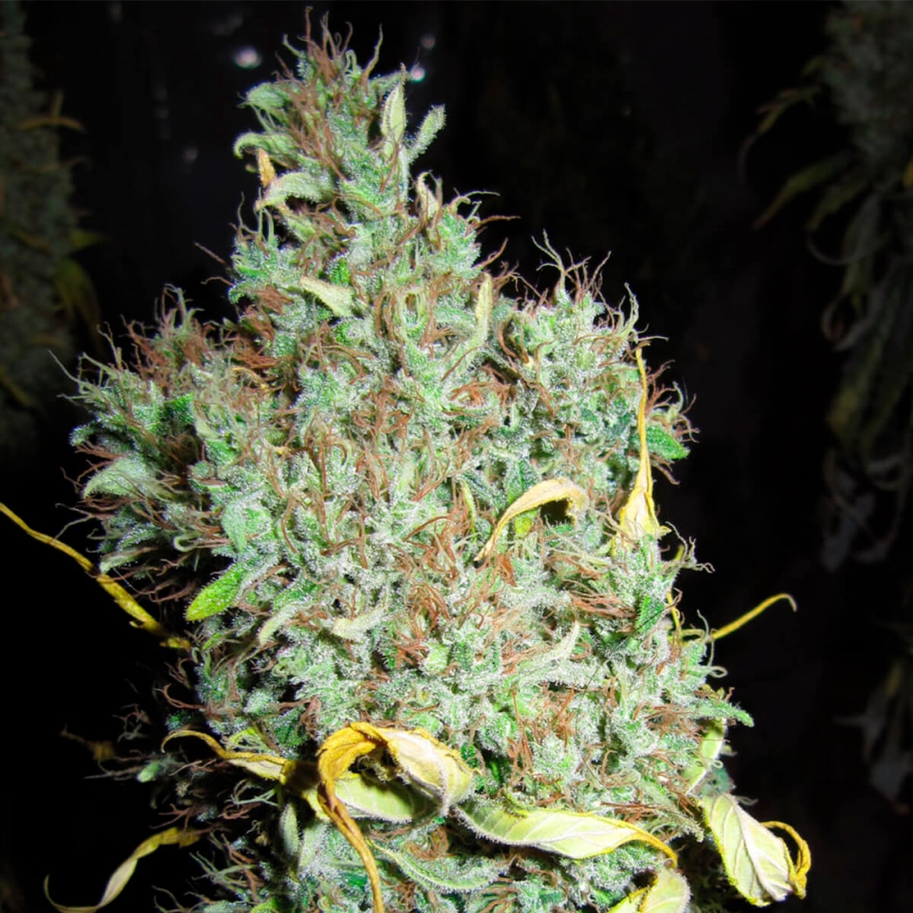 Semillas de marihuana Medicine Man Regular de Mr. Nice Seeds punta principal.