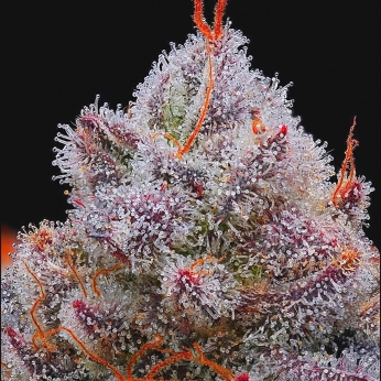 Xupet de R-Kiem Seeds, semillas de marihuana feminizadas cogollo morado.