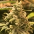 Semillas de marihuana feminizadas Deadcheese de R-Kiem Seeds.