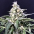 Auto Amazon Haze de R-kiem Seeds. Semillas de marihuana feminizadas autoflorecientes, cogollo.