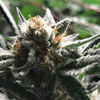 Auto Condor de R-kiem Seeds. Semillas de marihuana feminizadas autoflorecientes, cogollo.