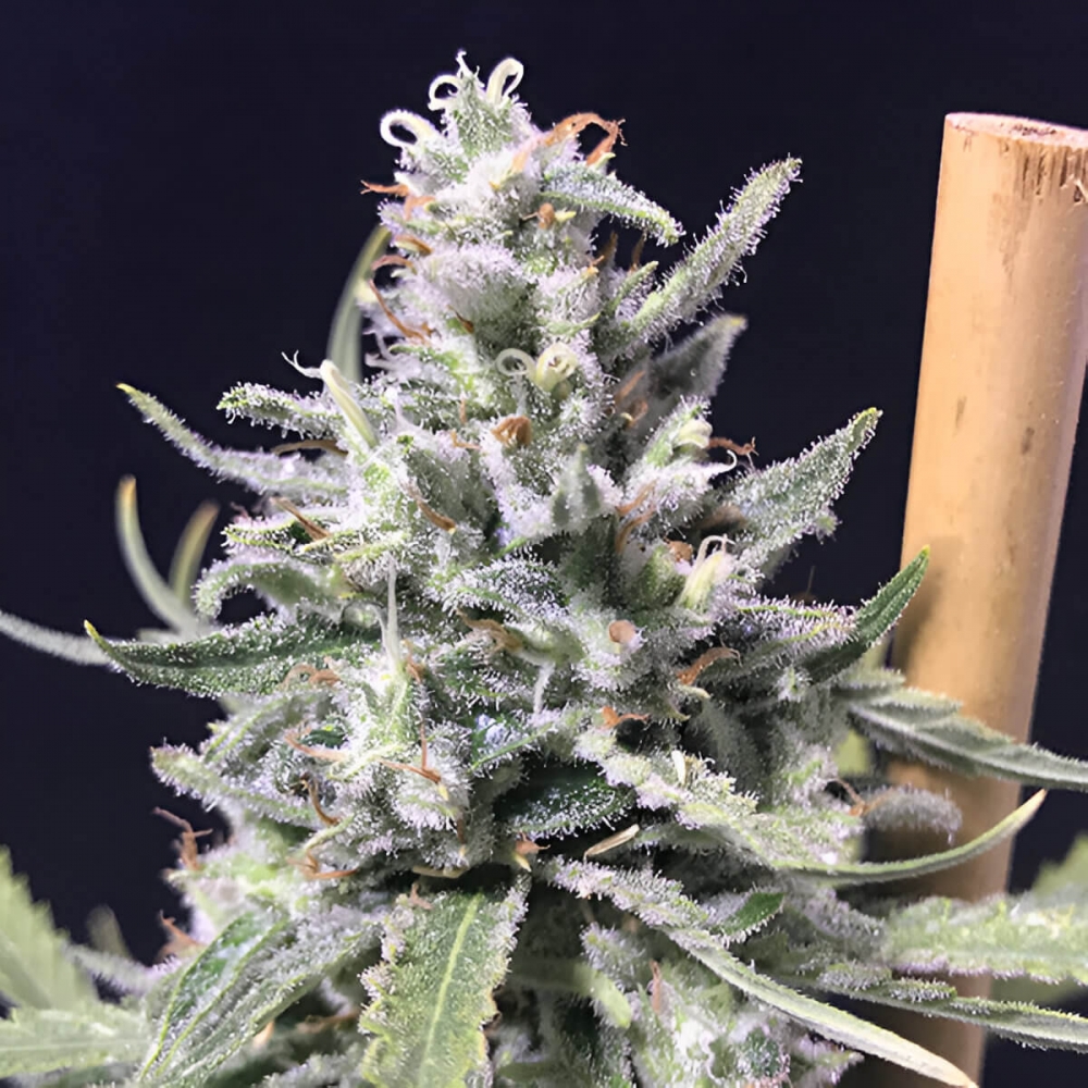 Auto Thunderstorm de R-kiem Seeds. Semillas de marihuana feminizadas autoflorecientes, cogollo.