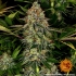 Auto Tangerine Dream Barney's Farm - Semillas marihuana autofloreciente, punta principal.