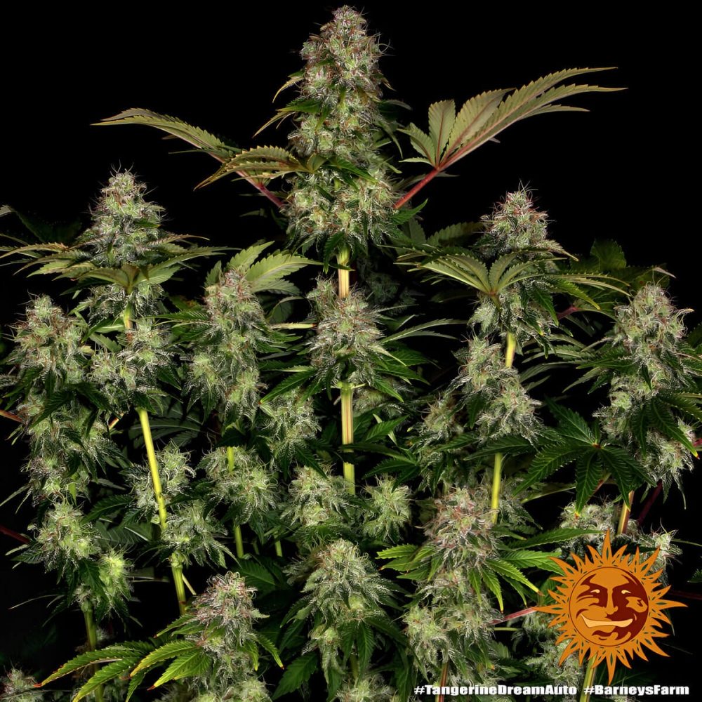 Auto Tangerine Dream Barney's Farm - Semillas marihuana autofloreciente