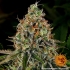 Auto Tangerine Dream Barney's Farm - Semillas marihuana autofloreciente, cogollo con resina.