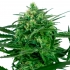 Sensi Amnesia de Sensi Seeds semilla feminizada de marihuana, cogollo.