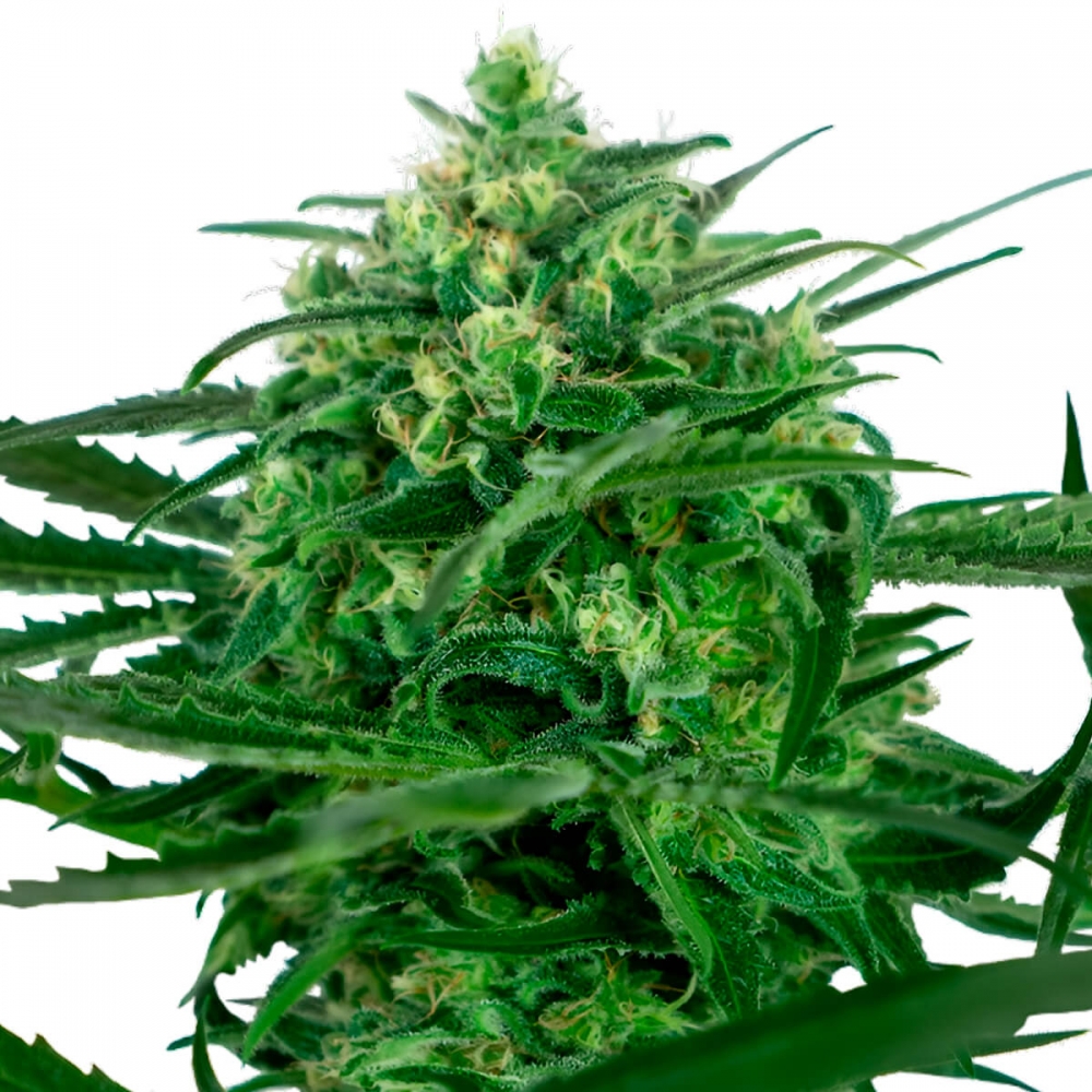 Sensi Amnesia de Sensi Seeds semilla feminizada de marihuana, cogollo.