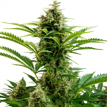Auto Vesta de Buddha Seeds Semilla de marihuana autofloreciente. Punta principal.