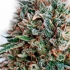 CBD+ Critical 47 CBD Positronic Seeds - Semillas de marihuana feminizadas