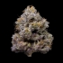 semillas de marihuana feminizadas ZZ4 de Cookies Seeds.