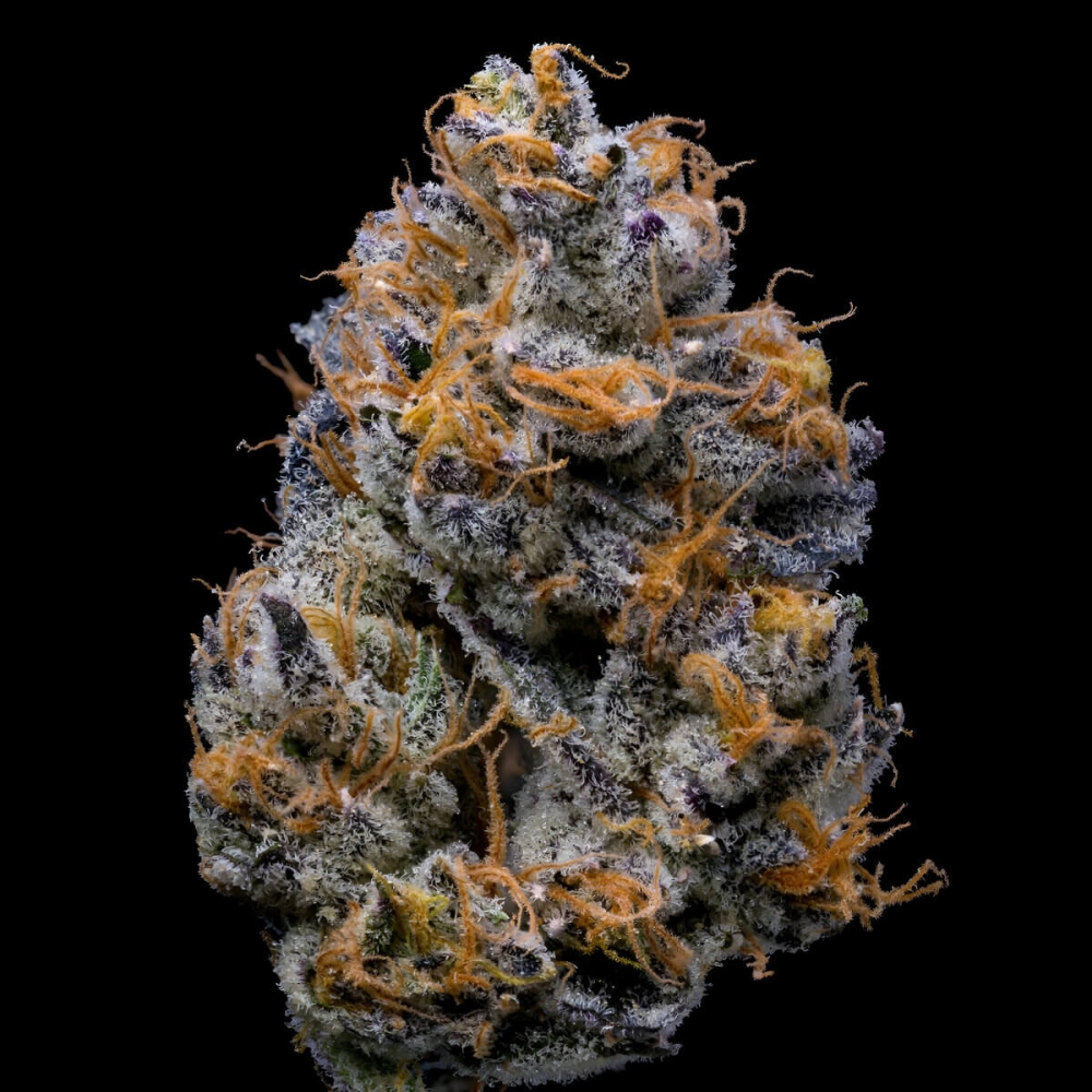 Semillas de marihuana feminizadas Velvet Cream de Cookies Seeds.