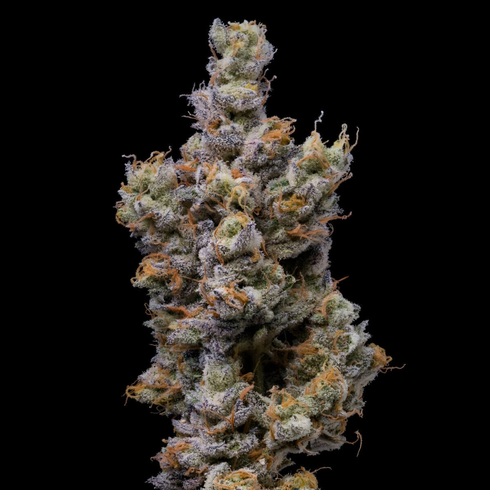 Semillas de marihuana feminizadas Peach Tea de Cookies Seeds.