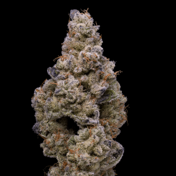 Semillas de marihuana feminizadas Crispy Sugar de Cookies Seeds.