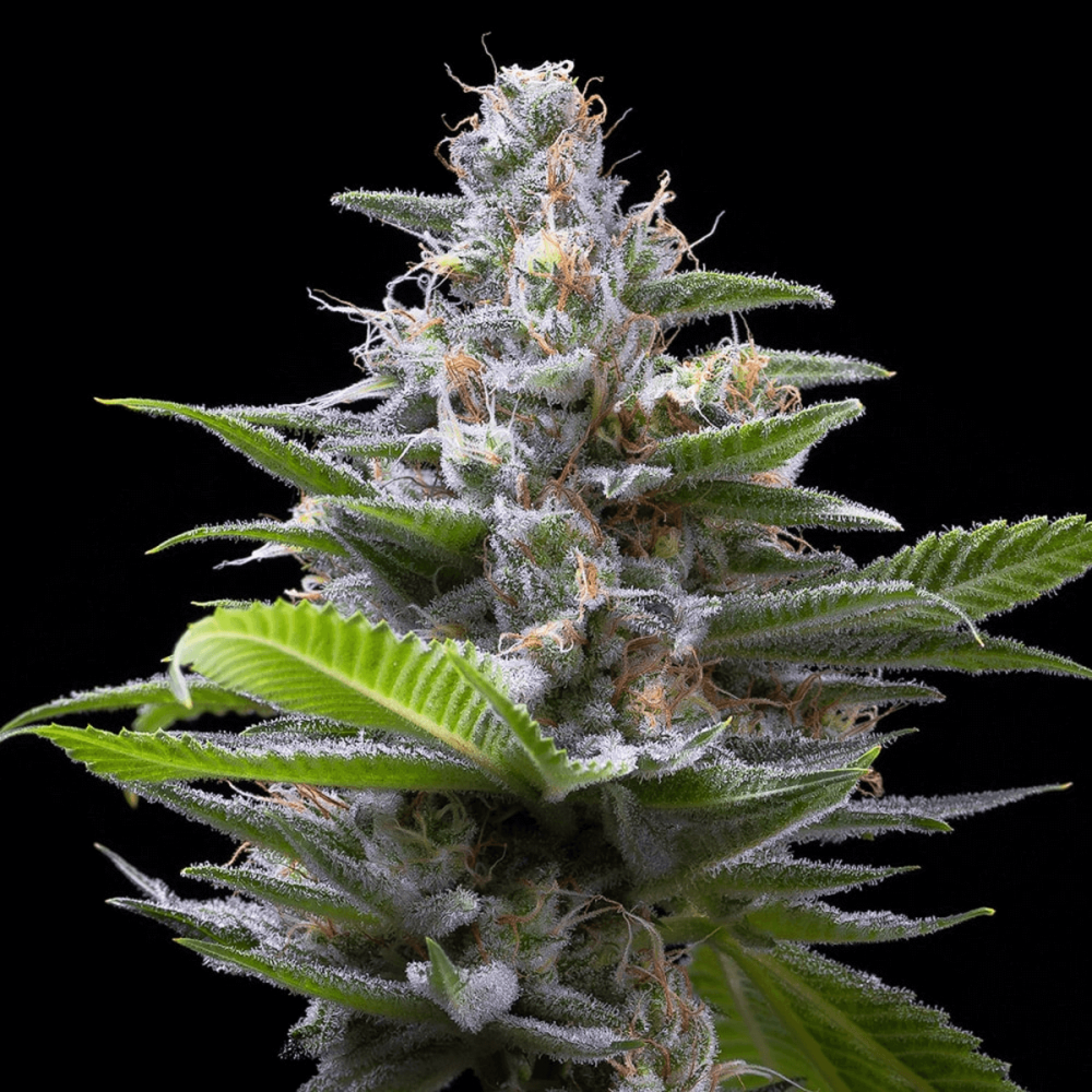 Semillas de marihuana feminizadas Murder Hornet de Cookies Seeds.