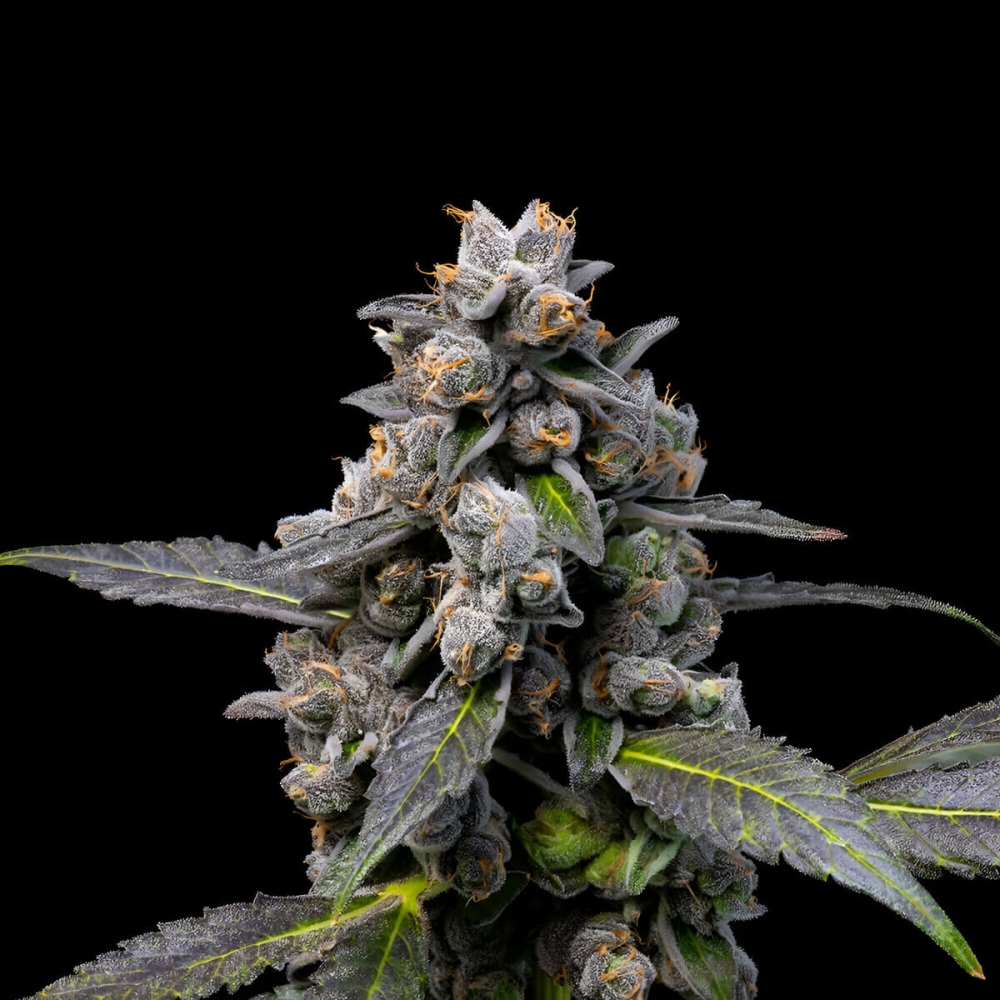 Semillas de marihuana feminizadas Pink Passion Fruit de Cookies Seeds cogollo.