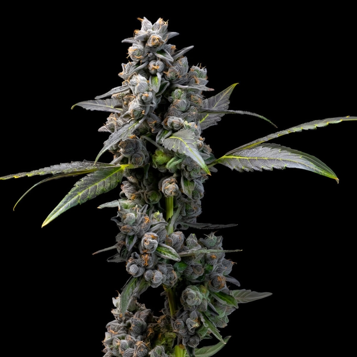 Semillas de marihuana feminizadas Pink Passion Fruit de Cookies Seeds.