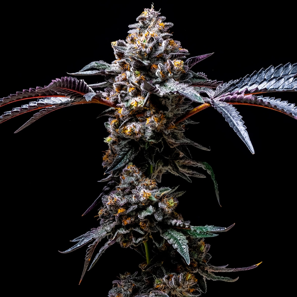 Semillas de marihuana feminizadas Lemon Cherry Pop de Cookies Seeds cogollo principal.