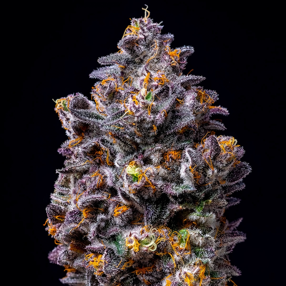 Semillas de marihuana feminizadas Lemon Cherry Pop de Cookies Seeds resina.