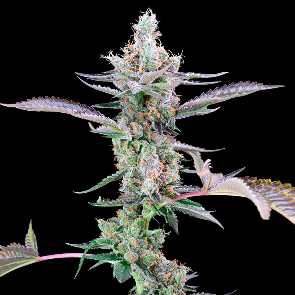 Semillas de marihuana feminizadas Dirty Money de Cookies Seeds cogollo principal.