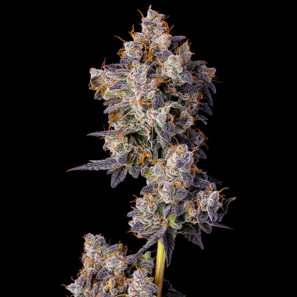 Semillas de marihuana feminizadas Cherry Zelato de Cookies Seeds cogollo principal.