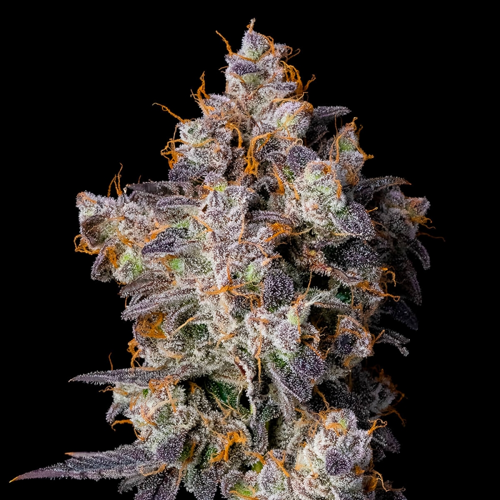 Semillas de marihuana feminizadas Cherry Zelato de Cookies Seeds cogollo resinoso.