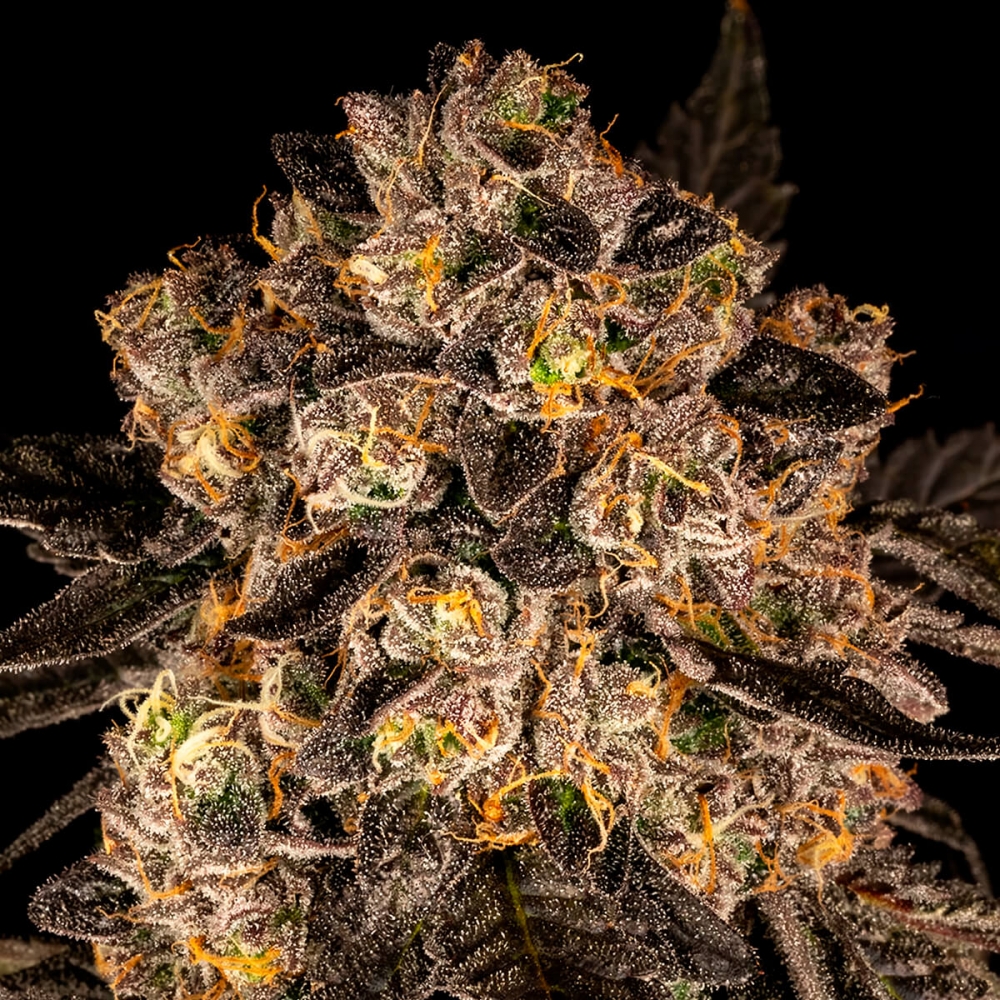 Semillas de marihuana feminizadas Cherry Fritter de Cookies Seeds resina.