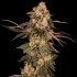 CHERRY FRITTER (Cookies Seeds)