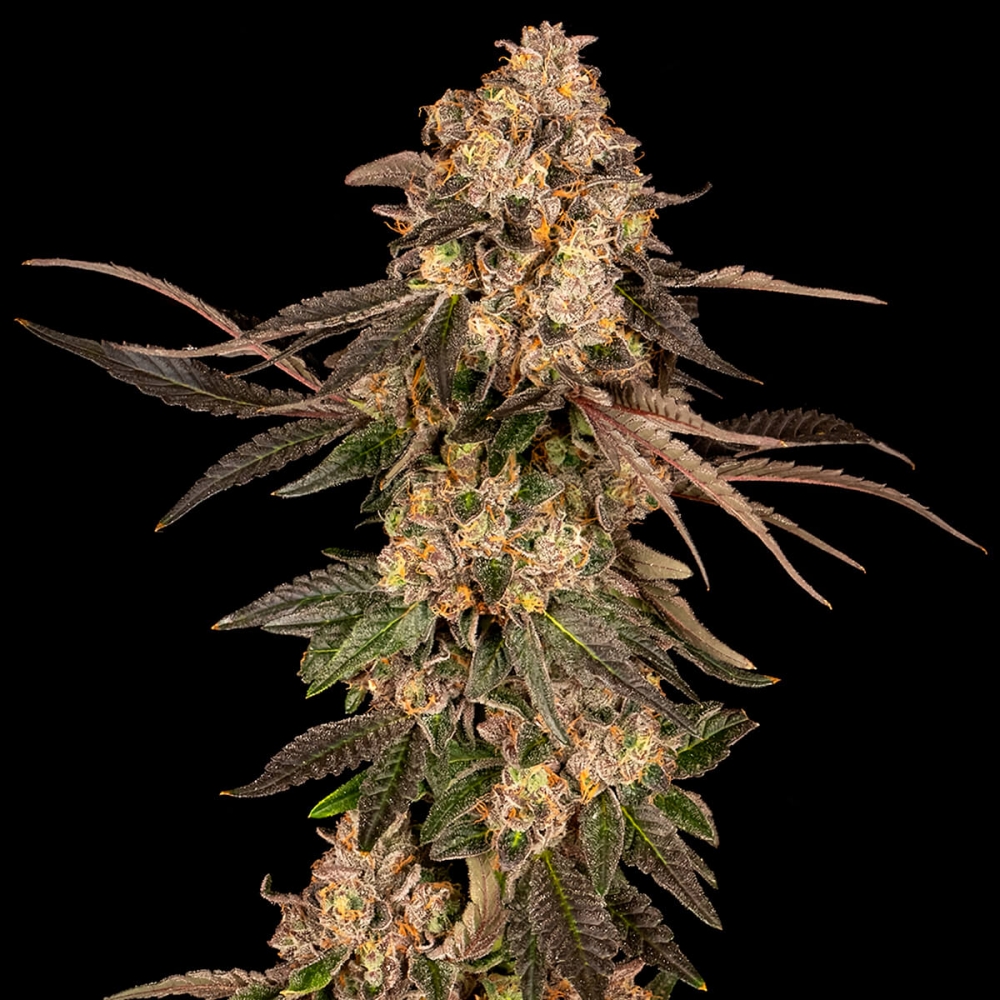 Semillas de marihuana feminizadas Cherry Fritter de Cookies Seeds punta principal.