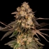 Semillas de marihuana feminizadas Cherry Fritter de Cookies Seeds cogollo resinoso.