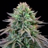 Semillas de marihuana feminizadas Cherry Fritter de Cookies Seeds punta principal.