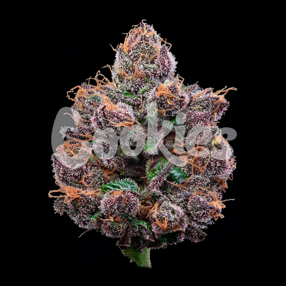 Semillas de marihuana feminizadas Candy Candy de Cookies Seeds resina.