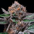 Semillas de marihuana feminizadas Candy Candy de Cookies Seeds cogollo resinoso.