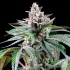 Semillas de marihuana feminizadas Sunsetz de Cookies Seeds cogollo resinoso.