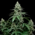 Semillas de marihuana feminizadas Sunset Pie de Cookies Seeds planta con cogollos.