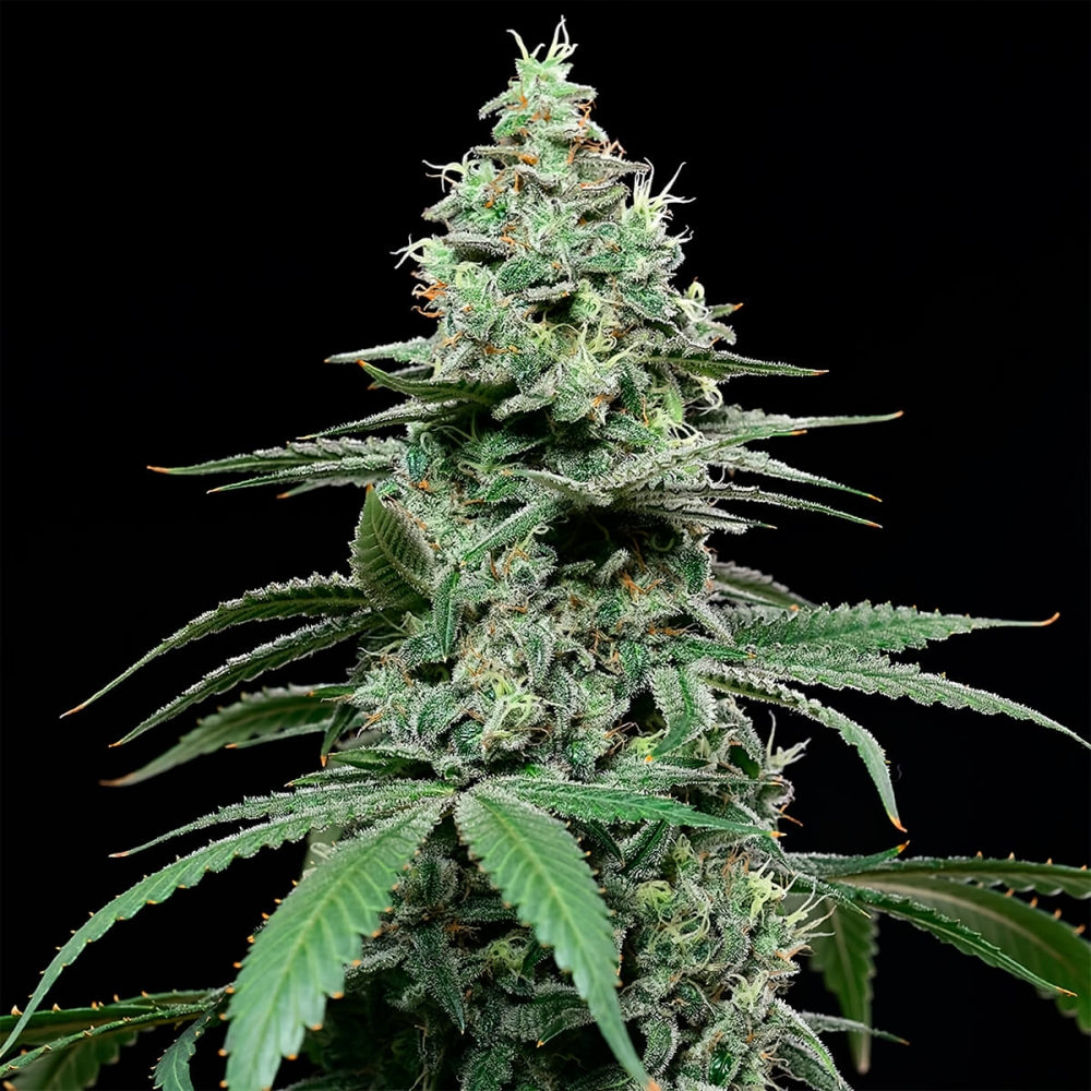 Semillas de marihuana feminizadas Sunset Pie de Cookies Seeds cogollo resinoso.