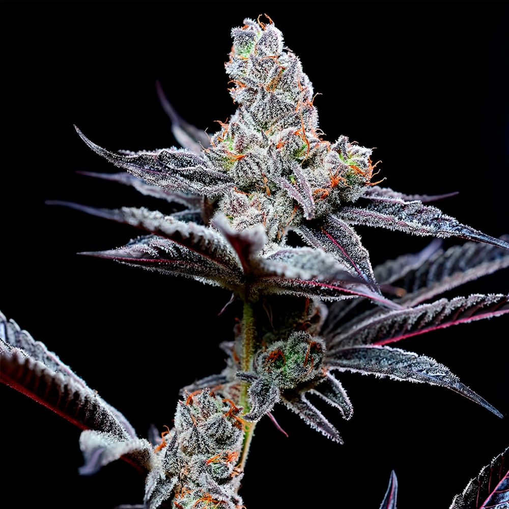 Semillas de marihuana feminizadas Mind Fuck de Cookies Seeds cogollo resinoso.