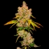 Semillas de marihuana feminizadas Lemon Cherry Sherb de Cookies Seeds punta principal.