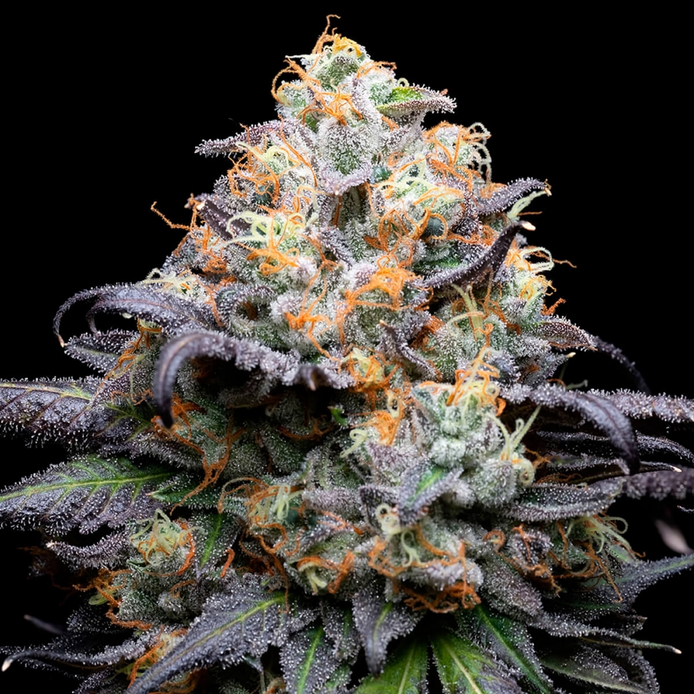 Semillas de marihuana feminizadas Double Sherb de Cookies Seeds cogollo enorme.