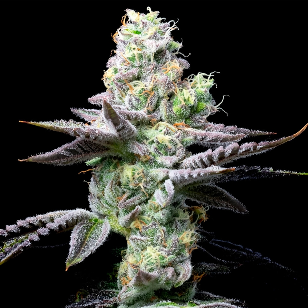 Semillas de marihuana feminizadas Wet Wet de Cookies Seeds cogollo resinoso.