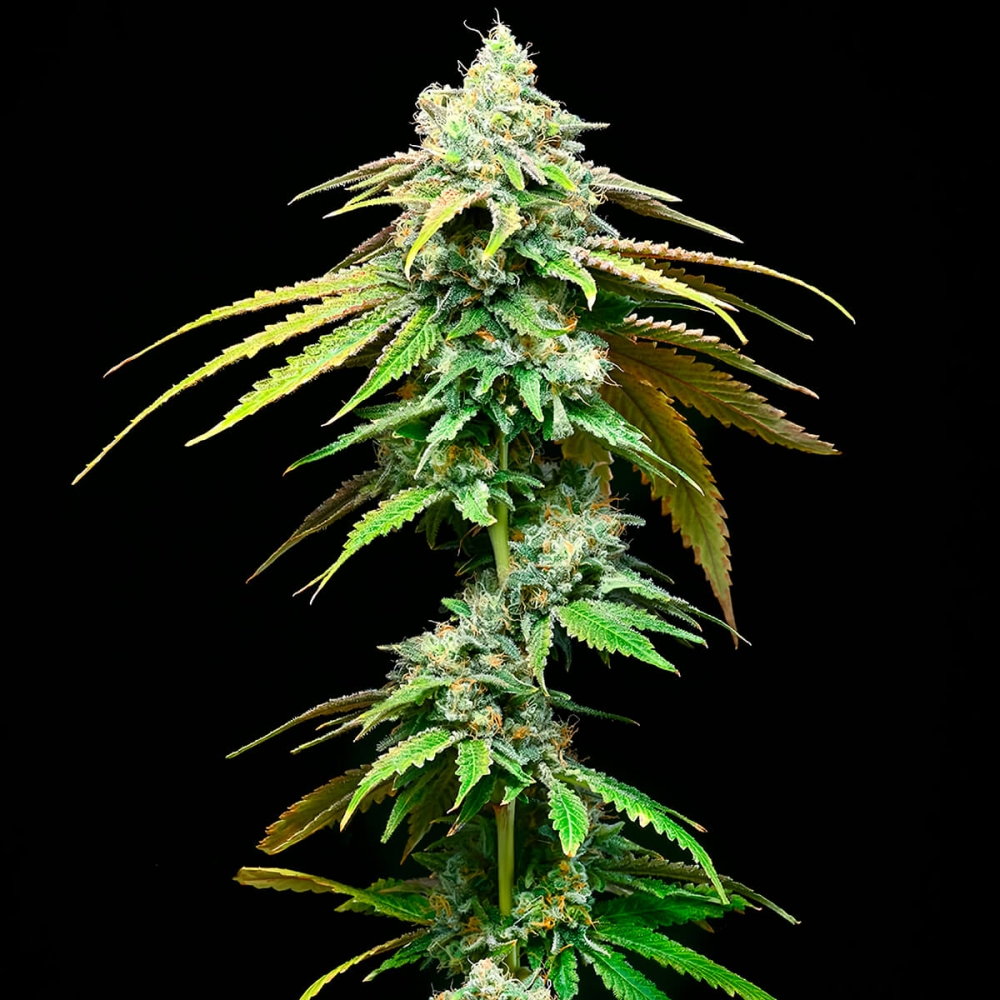 Semillas de marihuana feminizadas Motor City de Cookies Seeds punta principal.