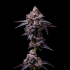 Semillas de marihuana feminizadas Hollywood de Cookies Seeds punta principal.