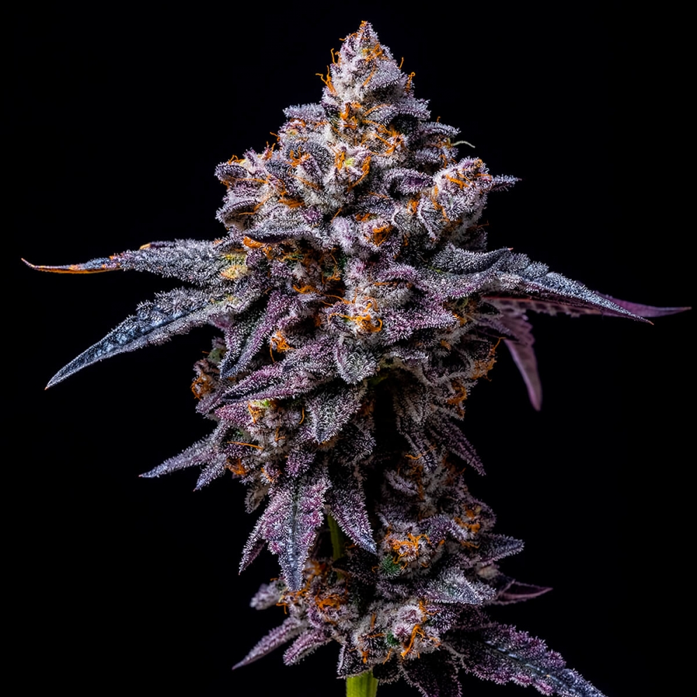 Semillas de marihuana feminizadas Hollywood de Cookies Seeds cogollo grande.