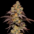 Semillas de marihuana feminizadas Big Z de Cookies Seeds cogollo resinoso.