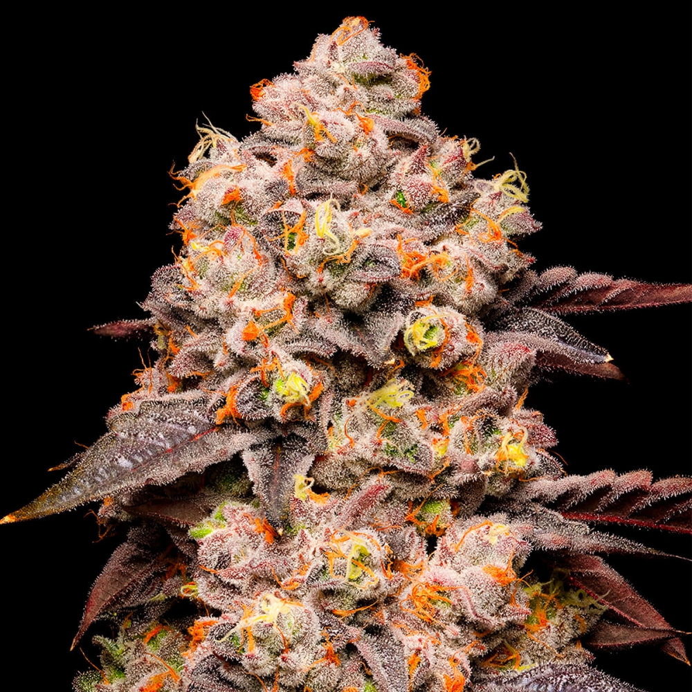 Semillas de marihuana feminizadas Dried Fruit de Cookies Seeds cogollo resinoso.